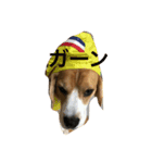 beagle fuji（個別スタンプ：5）
