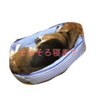 beagle fuji（個別スタンプ：6）