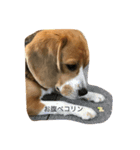 beagle fuji（個別スタンプ：7）