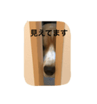 beagle fuji（個別スタンプ：8）