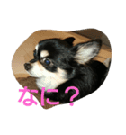 ちゃま2（個別スタンプ：3）