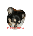 ちゃま2（個別スタンプ：5）