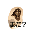 ちゃま2（個別スタンプ：7）