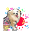 チワワファミリースタンプ（個別スタンプ：1）