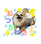 チワワファミリースタンプ（個別スタンプ：3）