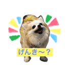 チワワファミリースタンプ（個別スタンプ：6）