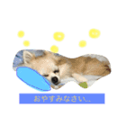 チワワファミリースタンプ（個別スタンプ：11）