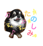 チワワファミリースタンプ（個別スタンプ：12）