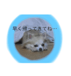 チワワファミリースタンプ（個別スタンプ：21）