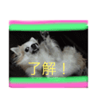 チワワファミリースタンプ（個別スタンプ：24）