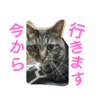 Cat_Yoichi（個別スタンプ：8）