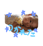 every day Hi-chan（個別スタンプ：12）