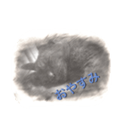 スケッチキャット（個別スタンプ：5）