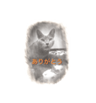 スケッチキャット（個別スタンプ：12）