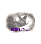 スケッチキャット（個別スタンプ：16）