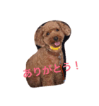 トイ・プードルマカロンの気ままな毎日2（個別スタンプ：1）