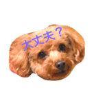 トイ・プードルマカロンの気ままな毎日2（個別スタンプ：3）