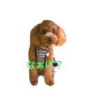 トイ・プードルマカロンの気ままな毎日2（個別スタンプ：6）
