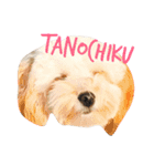 犬築田さんのきもち（個別スタンプ：1）