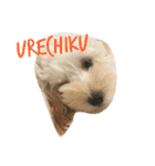 犬築田さんのきもち（個別スタンプ：3）