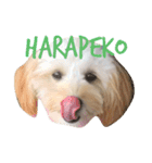犬築田さんのきもち（個別スタンプ：5）