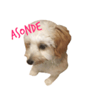 犬築田さんのきもち（個別スタンプ：13）