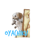 犬築田さんのきもち（個別スタンプ：16）
