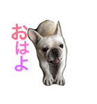 レオンさん（個別スタンプ：4）