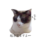 jiro is cat（個別スタンプ：1）