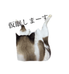 jiro is cat（個別スタンプ：2）