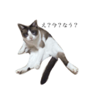 jiro is cat（個別スタンプ：3）