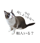 jiro is cat（個別スタンプ：4）