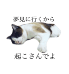 jiro is cat（個別スタンプ：5）
