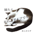 jiro is cat（個別スタンプ：6）