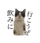jiro is cat（個別スタンプ：7）
