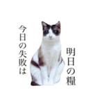 jiro is cat（個別スタンプ：9）