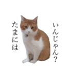 jiro is cat（個別スタンプ：10）
