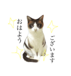 jiro is cat（個別スタンプ：12）