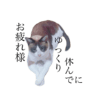 jiro is cat（個別スタンプ：13）
