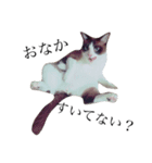 jiro is cat（個別スタンプ：14）