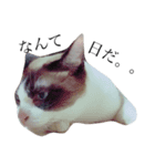 jiro is cat（個別スタンプ：15）