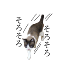jiro is cat（個別スタンプ：16）