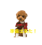 トイプードルジルの  使えるお返事 パート9（個別スタンプ：3）