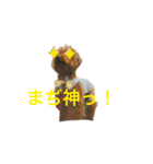 トイプードルジルの  使えるお返事 パート9（個別スタンプ：7）