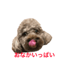トイプードルジルの  使えるお返事 パート9（個別スタンプ：8）