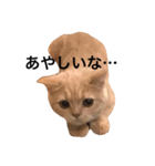 うちのおーちゃん。（個別スタンプ：5）