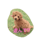トイプードルあおと（個別スタンプ：3）