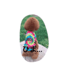 トイプードルるきあ君（個別スタンプ：4）