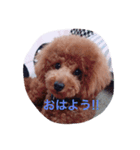 トイプードルるきあ君（個別スタンプ：7）