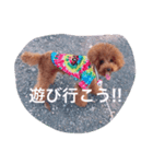 トイプードルるきあ君（個別スタンプ：8）